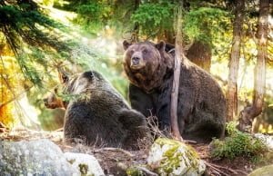 BC Summer Drought And Fires May Lead More Wildlife Into Cities