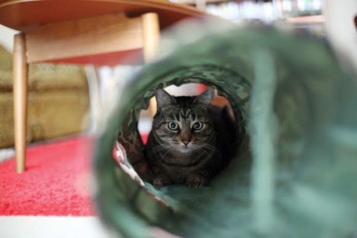 Catfe Cat Café Coming To Vancouver