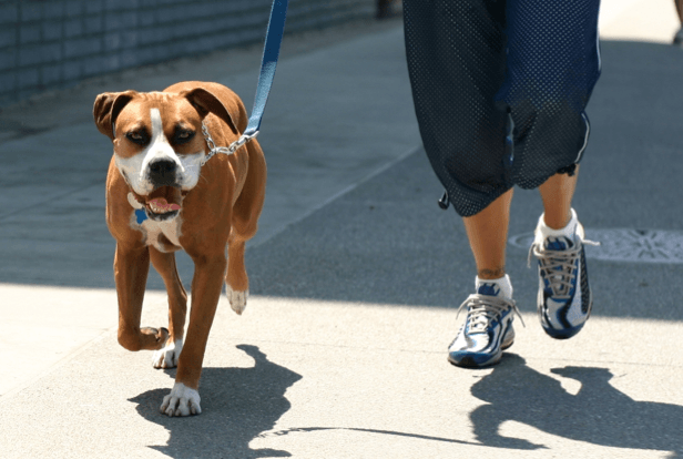 Top Spots To Take Your Dog For A Walk In Vancouver