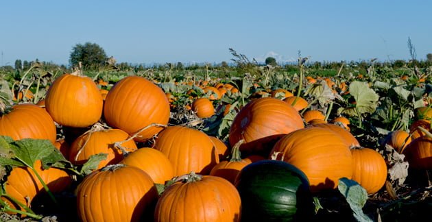 Where to Get a Pumpkin in metro Vancouver