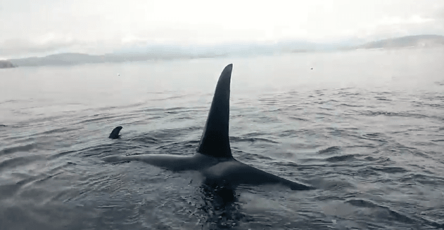 B.C. Orcas Rare Behavior Caught On Camera (Video)