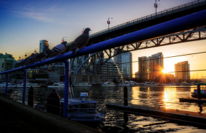 PHOTO: Granville Pigeons