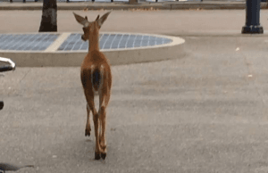 Spotted: Lost Deer Wandering Around Downtown Vancouver
