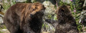 PHOTO: Grizzly Water Fight