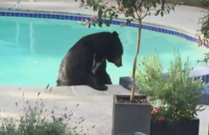 Black Bear Spotted Swimming In Backyard Pool (Video)