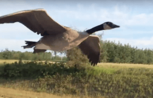 Rare Canadian Goose Encounter Goes Viral (Video)