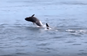 Watch 50 Orcas Swim And Dance Near Galiano Island (Video)