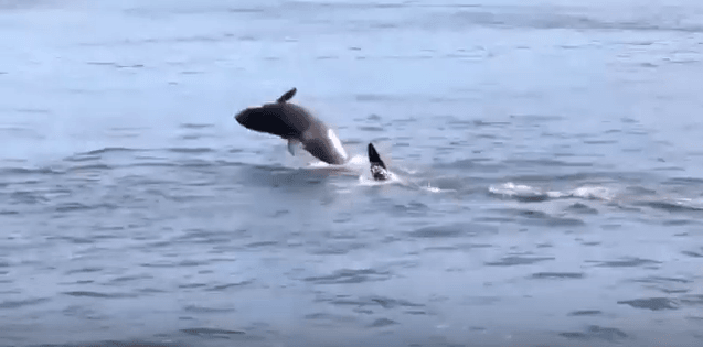 Watch 50 Orcas Swim And Dance Near Galiano Island (Video)