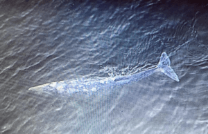 Young Grey Whale Spotted Near Stanley Park