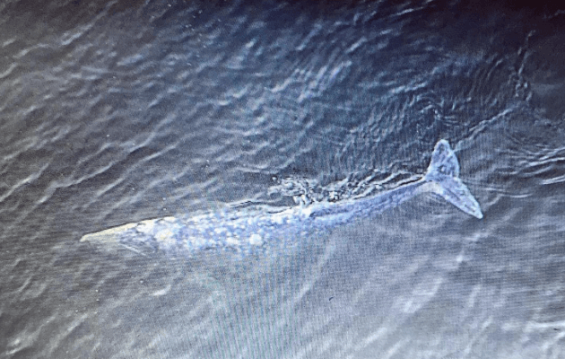 Young Grey Whale Spotted Near Stanley Park