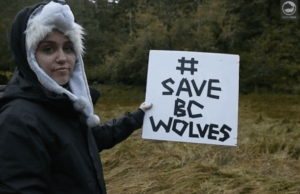 Miley Cyrus Visits BC To Raise Awareness About Wolf Cull (Video)