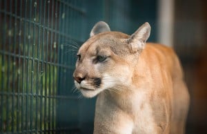 BC Dad Punches Cougar In The Face To Save Daughters Life
