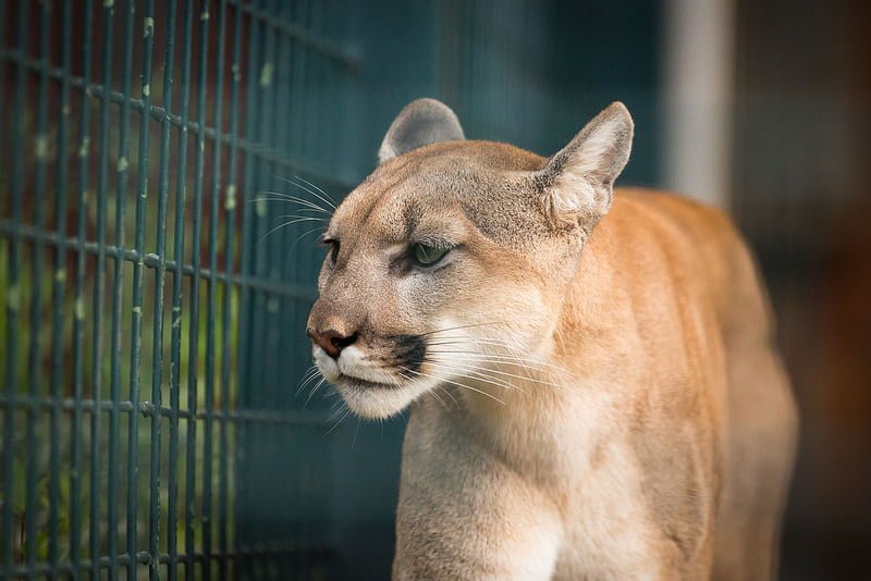 BC Dad Punches Cougar In The Face To Protect Daughter