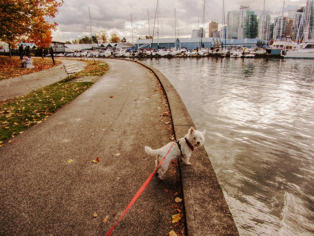 Fall Vancouver Photos