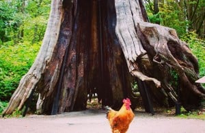 A Rooster Decided To Visit Stanley Park