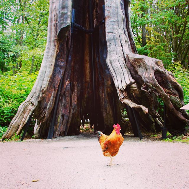 A Rooster Decided To Visit Stanley Park
