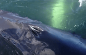 BC Whale Uses Boat As A Scratch Post (Video)