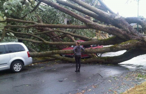 10 Shocking Photos From The Metro Vancouver Windstorm