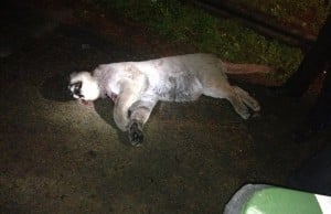Cougar Prowling New West Streets Killed On Halloween
