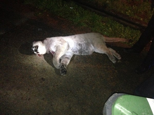 Cougar Prowling New West Streets Killed On Halloween