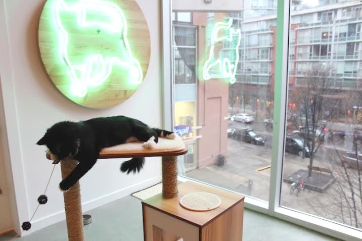 Sneak Peek Inside Vancouver’s First Cat Cafe (Photos)