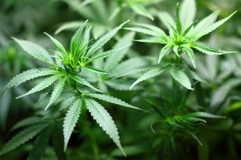 Pot Legalization Could Net Canada $5 Billion Per Year: Report