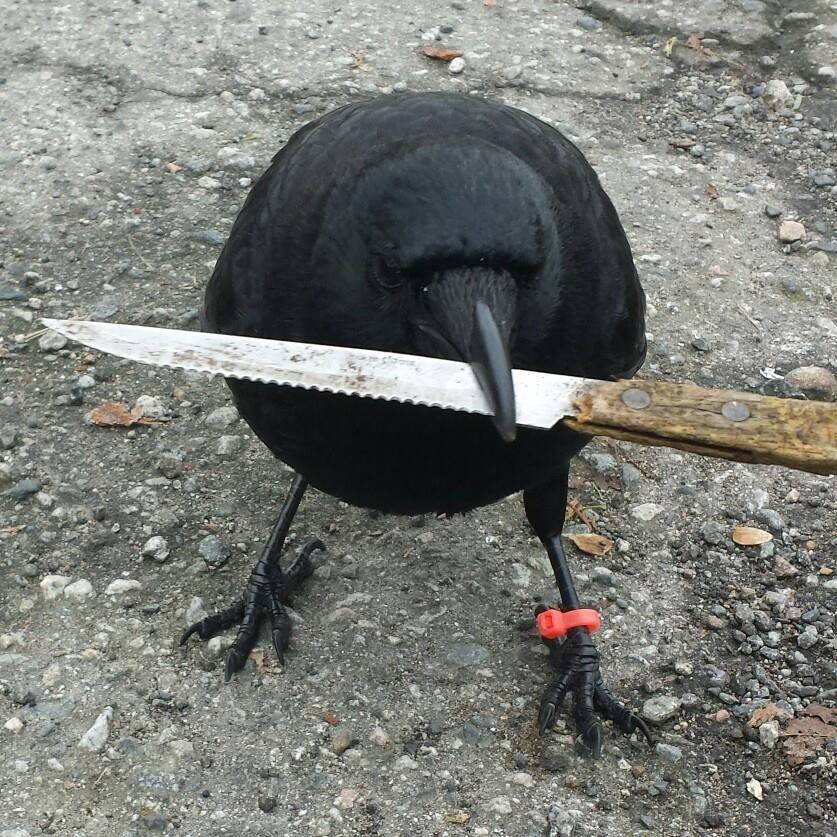 Canuck The Crow Spotted With A Knife In Surrey
