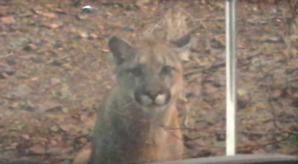 Vancouver Island Captures Rare Cougar Trio Sighting On Video