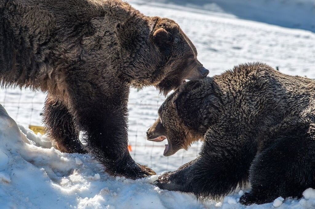 Grouse Mountain’s Resident Grizzly Bears Emerge From Winter Hibernation