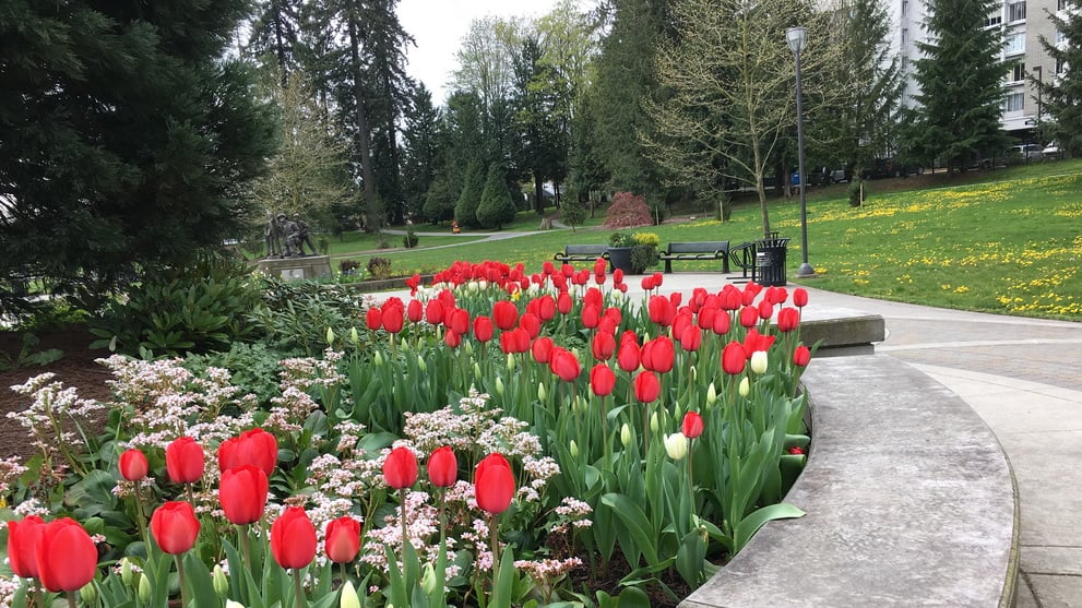 Surrey Tulip Garden