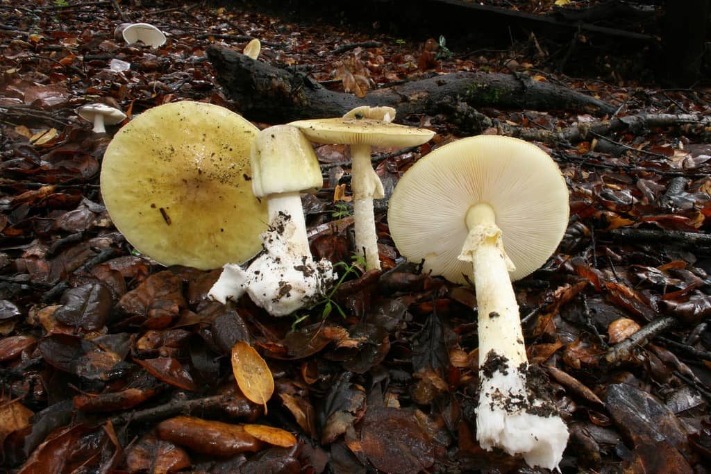 Amanita phalloides mushroom / poisonous death cap mushroom