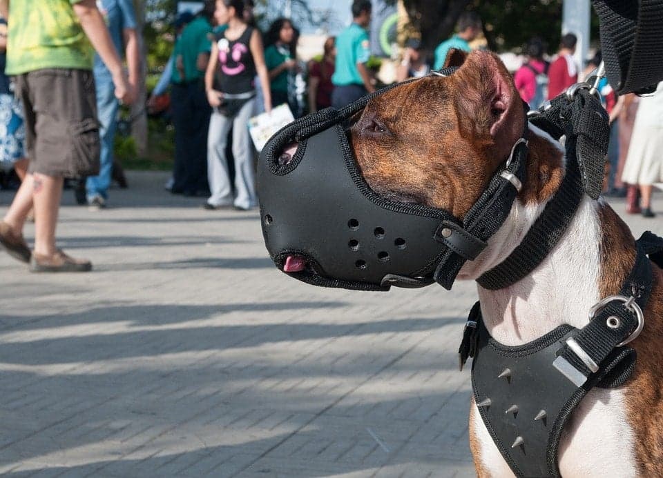 Surrey dog bylaw