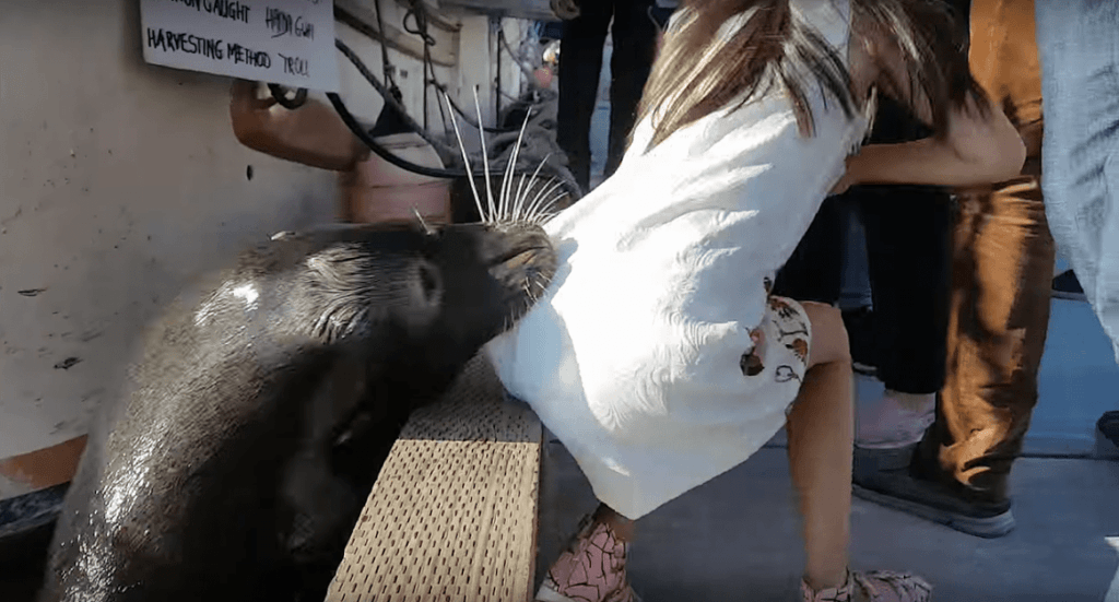 Killer Sea Lion Drags Girl Into Water in Steveston, Richmond (Video)