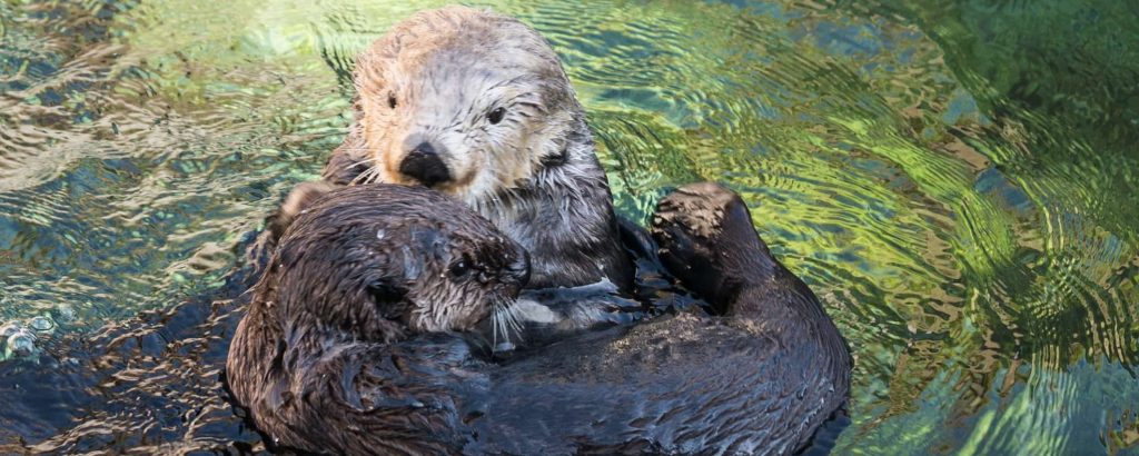 Vancouver Aquarium