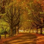 Where To See The Best Fall Foliage In Metro Vancouver