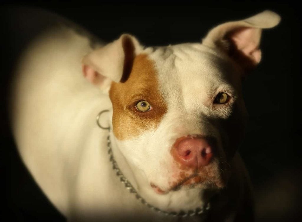 Pit Bulls