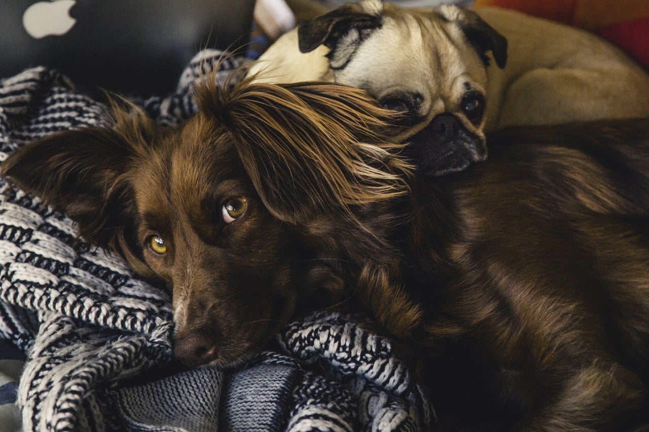dog lounge