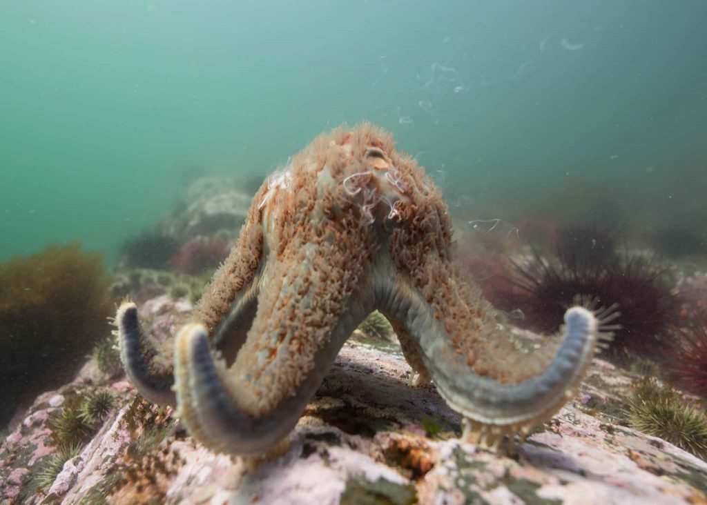 Octopus Point Bc Why B.C Is The Best Scuba Diving Destination In North America