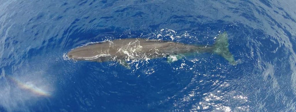 Sperm Whale