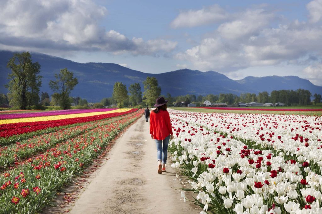 Chilliwack Tulip Festival