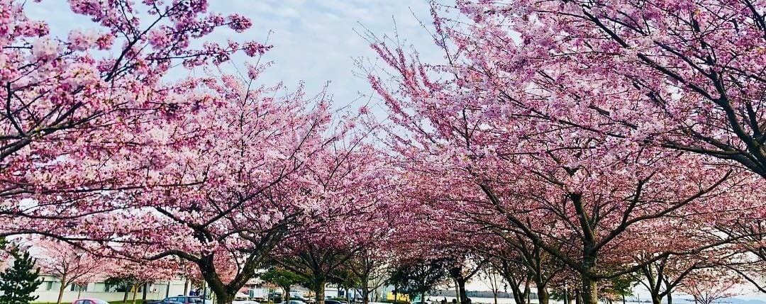 Richmond cherry blossom festival