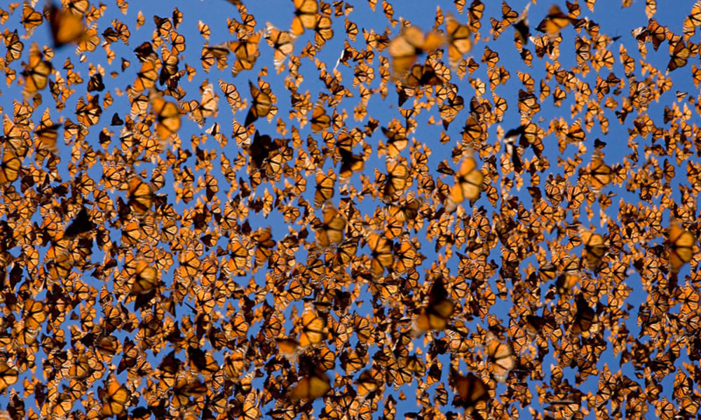 butterfly release