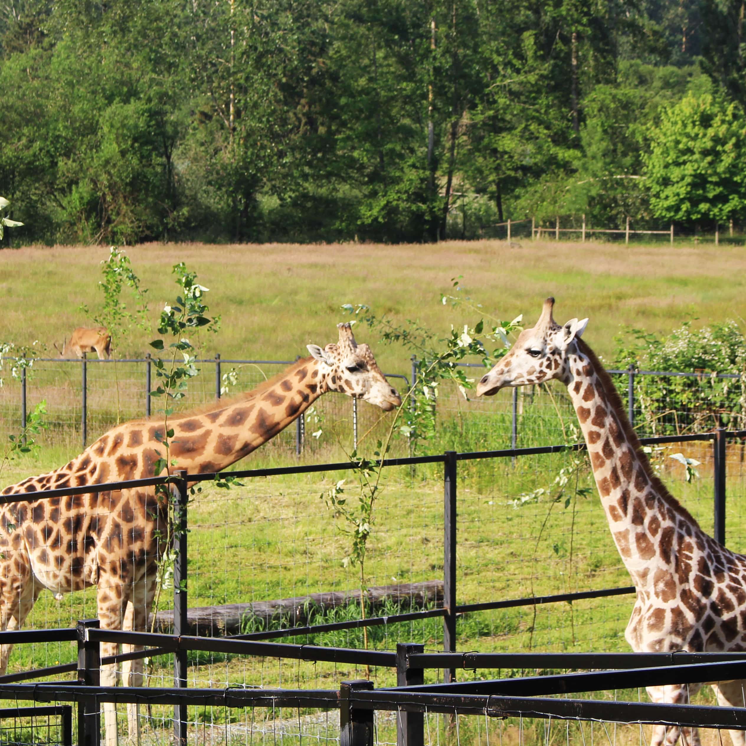The Greater Vancouver Zoo