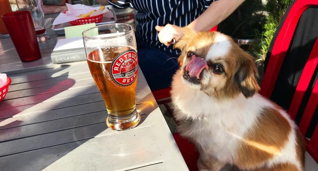 Dog Friendly Patio Party
