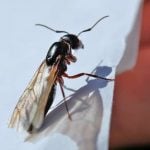 Metro Vancouver Is Being Swarmed by Flying Ants Again — Here’s Why
