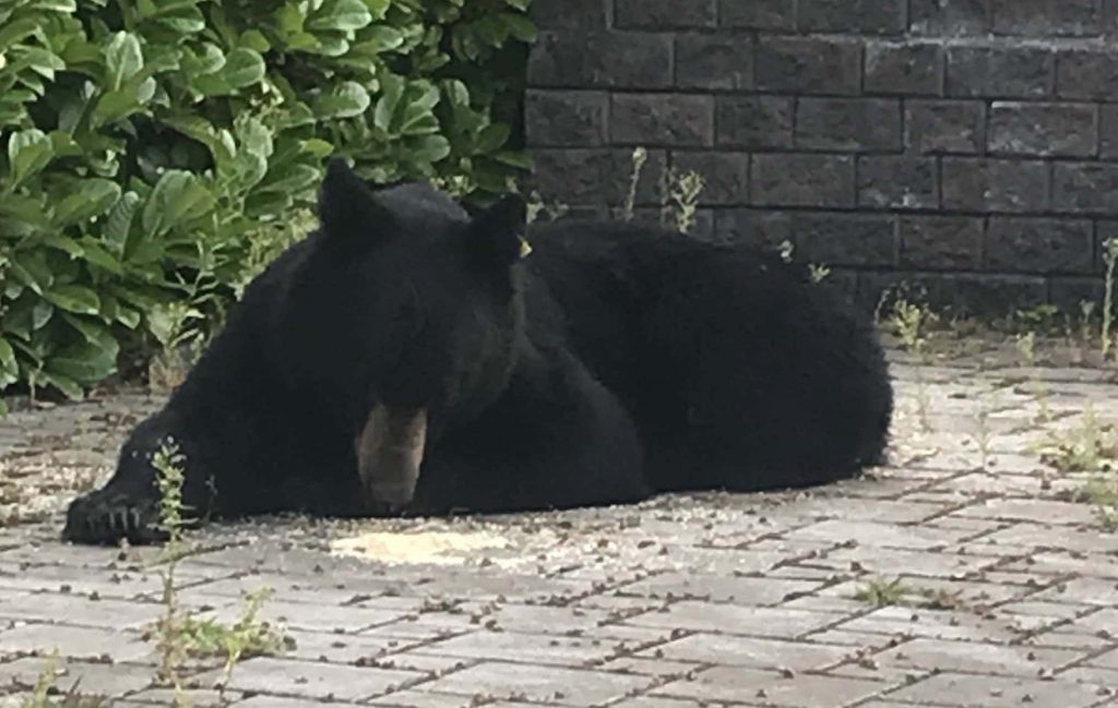 Coquitlam black bear