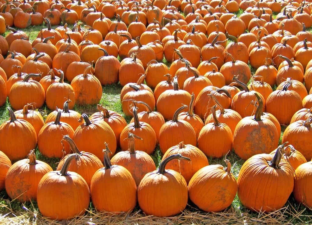 Haunted Harvest Fair