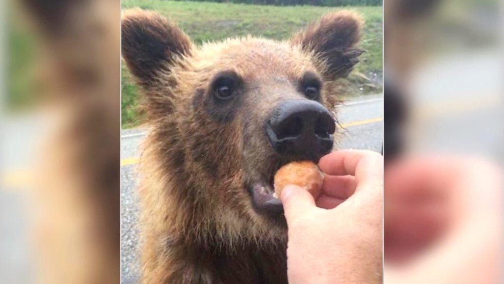 bc bear timbits