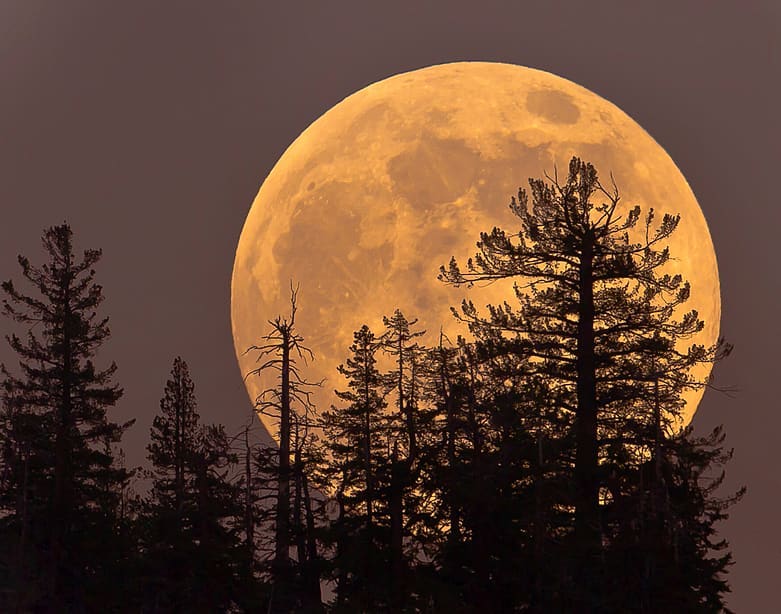 Hunter's Moon