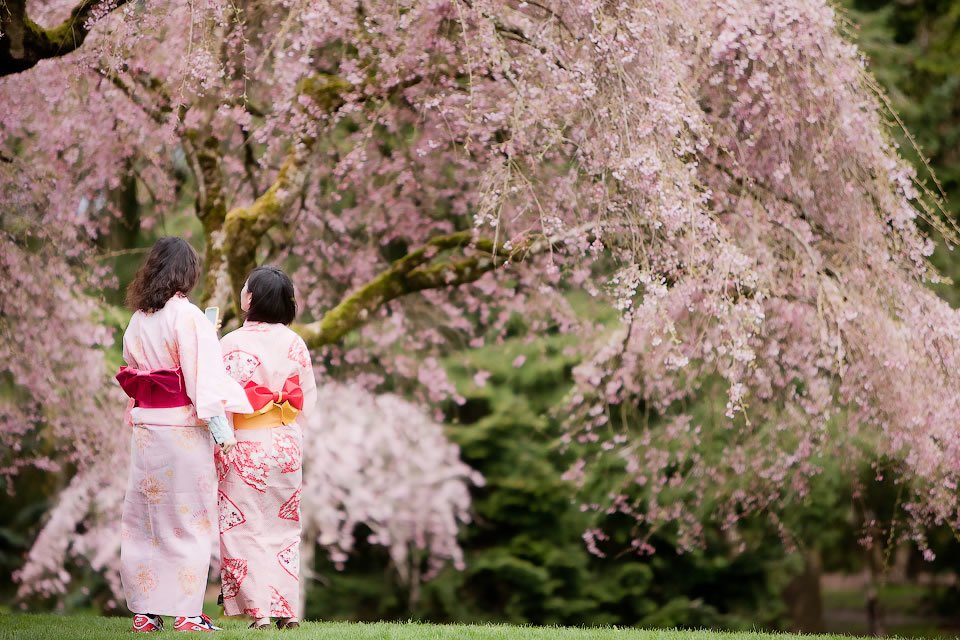 Sakura Days Japan Fair